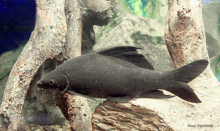 Adult individual from Thailand.