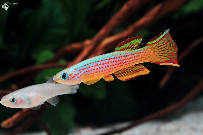 Adult pair; male at front.