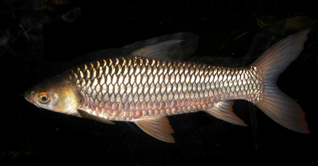 Adult individual.