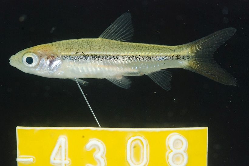 Juvenile measuring 21 mm SL from Prey Veng province, southern Cambodia.