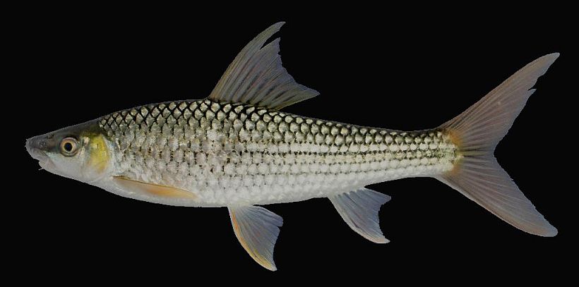 Specimen from the Mekong basin.