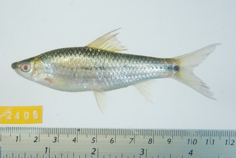 Subadult from Siem Reap province, northwestern Cambodia.