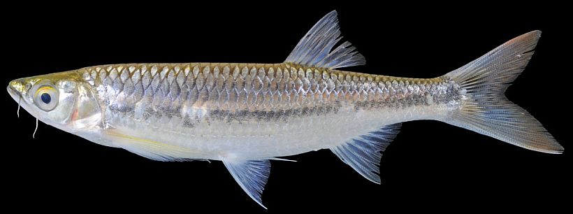 Specimen from the Mekong River.