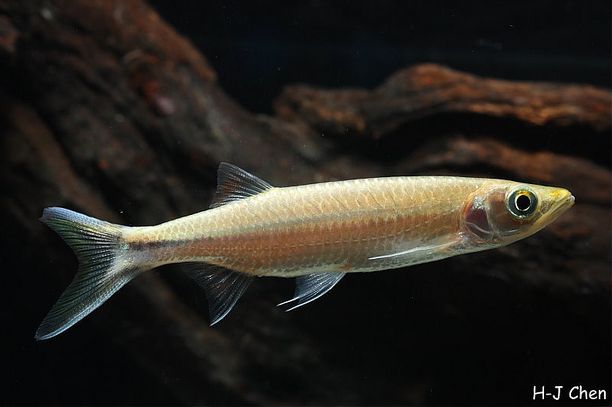 Juvenile of L. cf. setigerum.