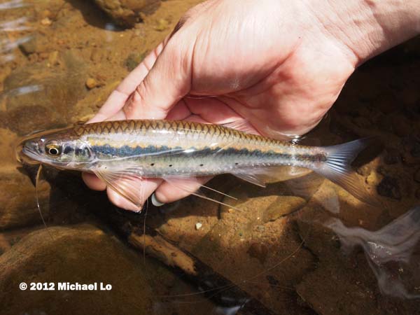 Specimen from the upper Segama River system in the Malaysian state of Sabah, northern Borneo.