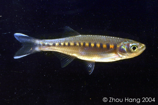 Specimen from East Kalimantan (Kalimantan Tengah) province, Indonesian Borneo.