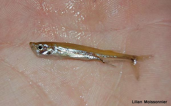 Juvenile specimen from the French aquarium trade.