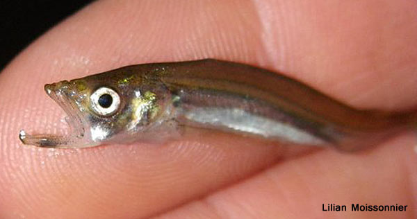 Head detail of juvenile - note the wide mouth gape.
