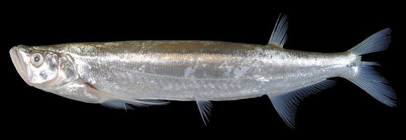 Adult individual from the Mekong River in Cambodia.