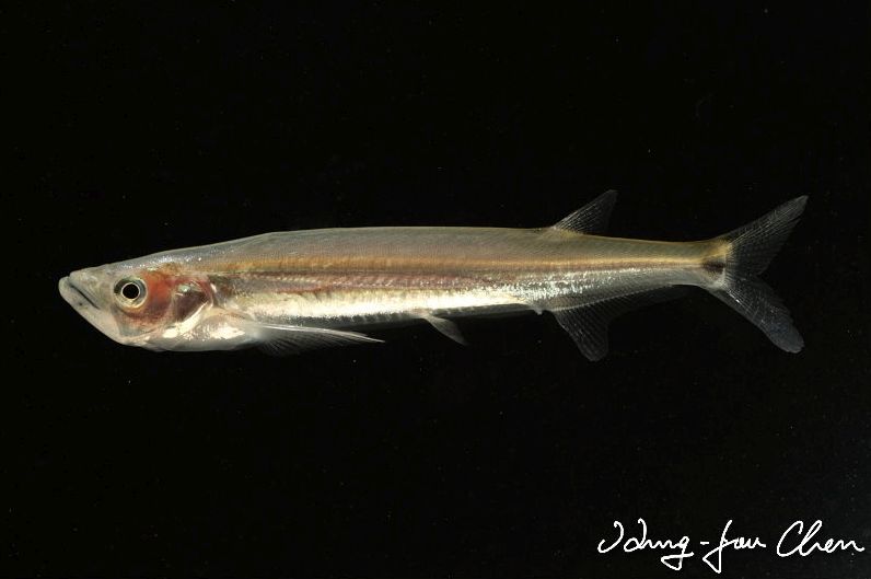 Subadult from the aquarium trade.