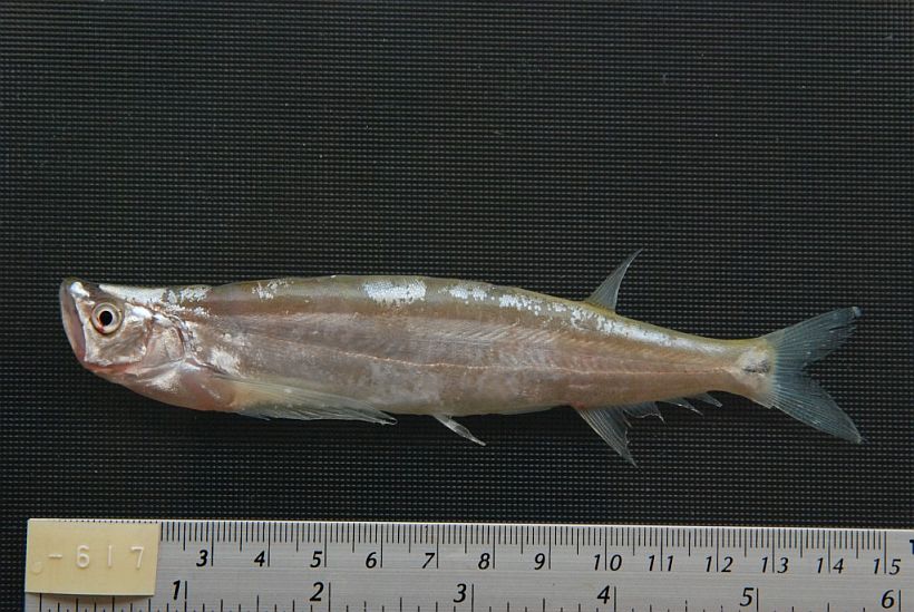 Subadult from Stung Treng province, northeastern Cambodia.