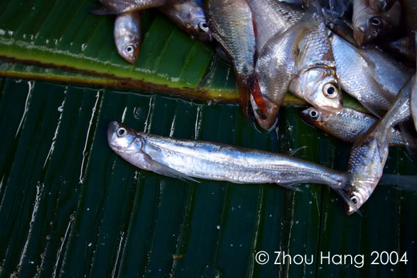 Juvenile collected in Sumatra.