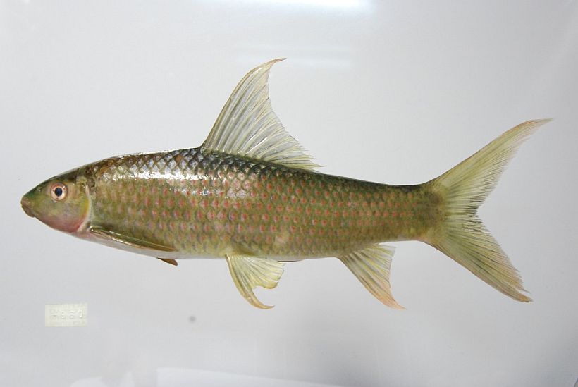 Specimen measuring 230 mm SL from Kratie province, northeast Cambodia.