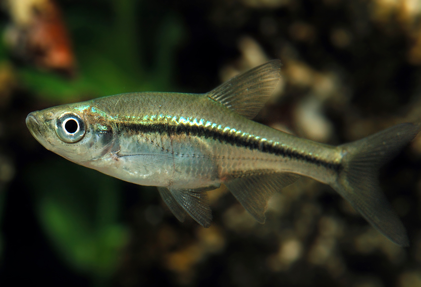 Specimen from northern Taiwan.