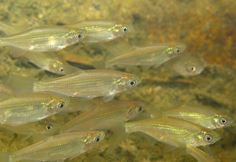 Specimens pictured in Tai Lam Chung Reservoir, New Territories, Hong Kong.