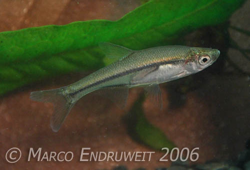 Specimen from western Hainan Island, China.