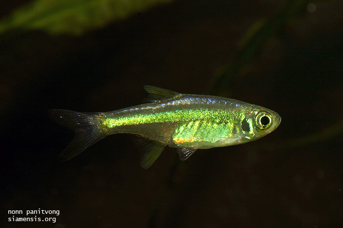 Microdevario kubotai NP