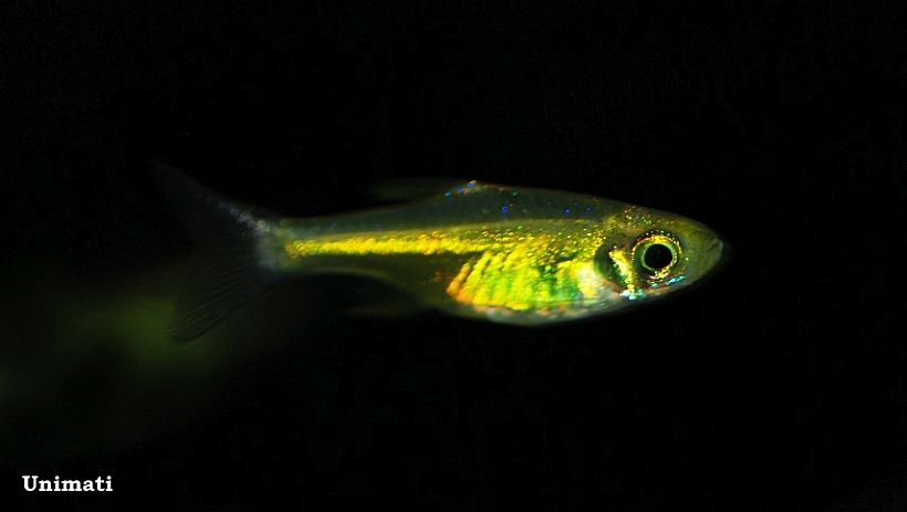 Specimen from the Danish aquarium trade.