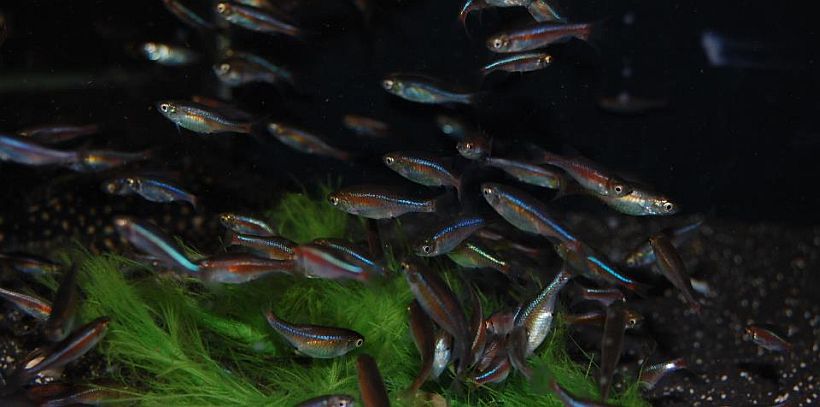 Specimens on sale in the UK aquarium trade.