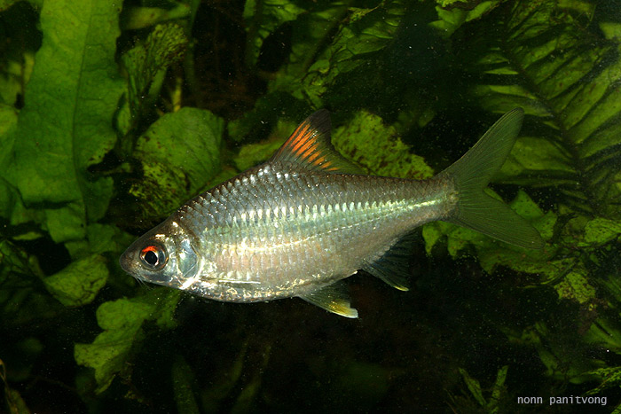 Specimen from western Thailand.