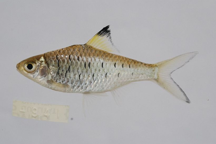 Adult individual from Kratie province, northeastern Cambodia.