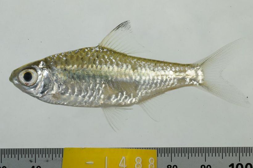 Juvenile from Ratanakiri province, northeastern Cambodia.