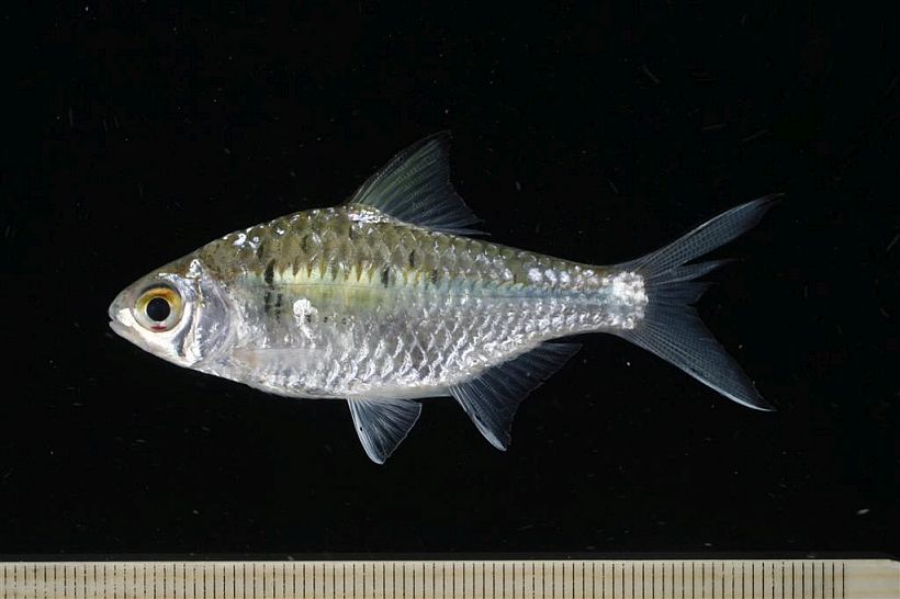 Specimen from the Chao Phraya drainage collected in Phra Nakhon Si Ayutthaya province, central Thailand.