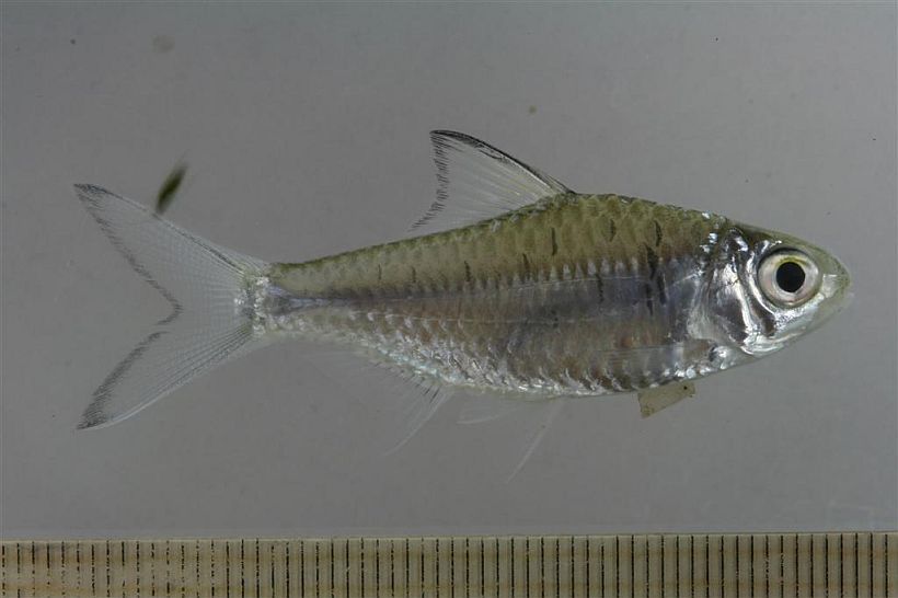 Individual from Nakhon Pathom province, central Thailand.