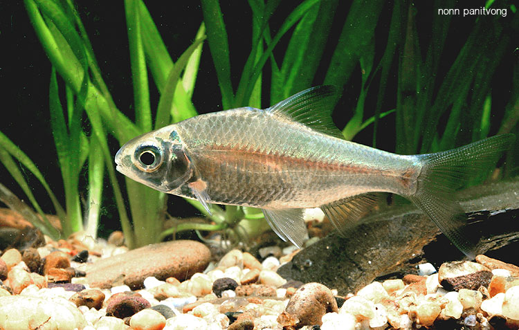 Individual from northeastern Thailand.