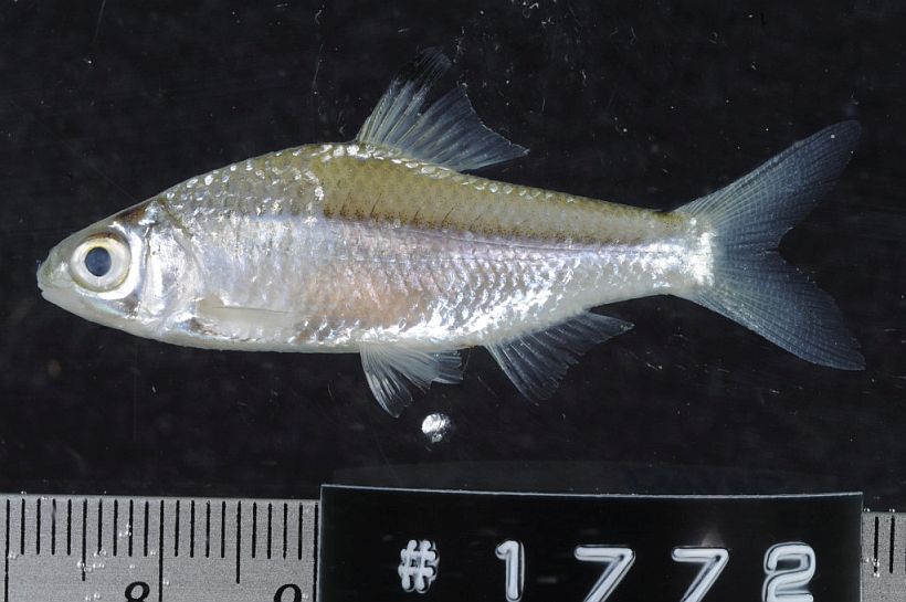 Individual from Savannakhet province, western Laos.