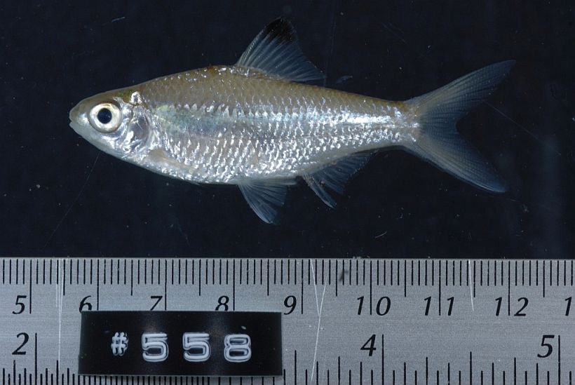 Specimen from Thapak Shap in Vientiane province, western Laos.