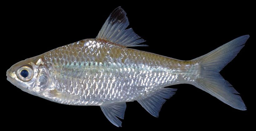 Specimen from Vientiane province, western Laos.