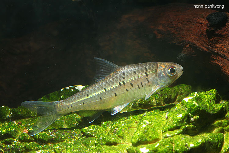 Specimen from Thailand.