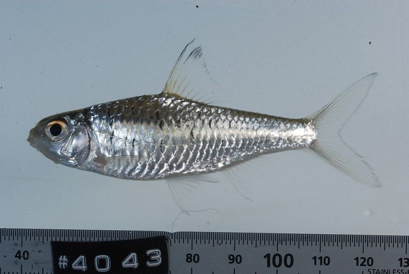 Specimen from the Mekong River basin in Luang Prabang province, northern Laos.