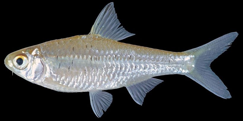 Another individual from Laos.