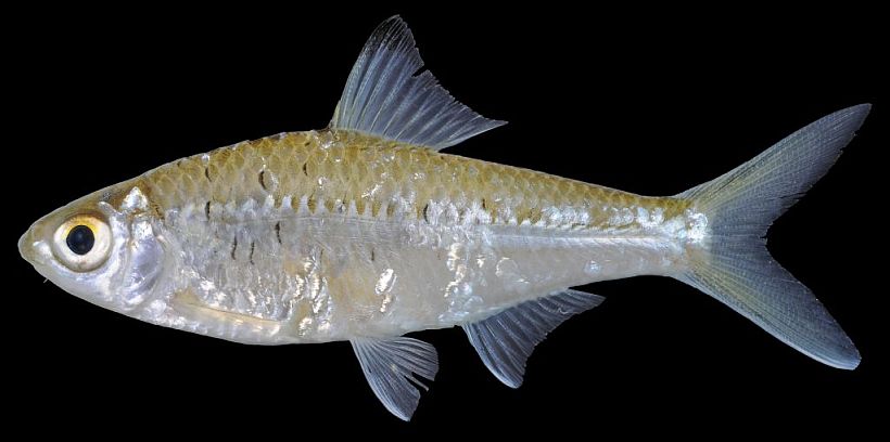 Specimen from Laos.