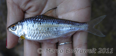 Specimen from the Mozhehe River, a tributary within the Buyuanjiang River basin, upper Mekong watershed, Yunnan province, China.