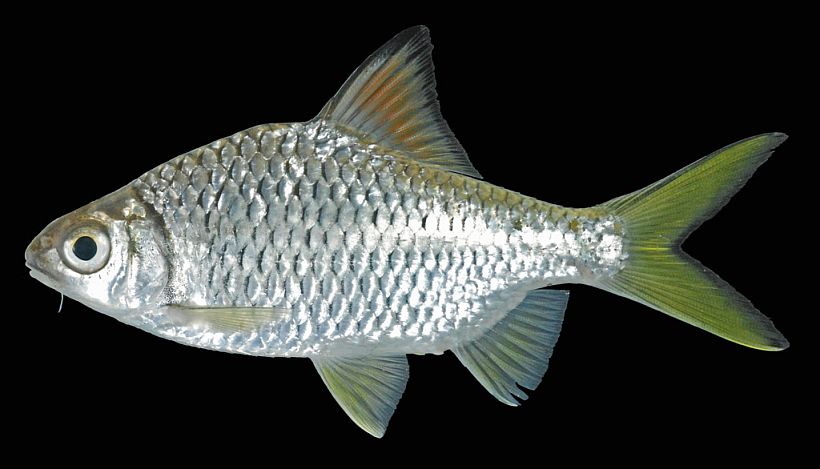 Specimen from the Mekong River basin.