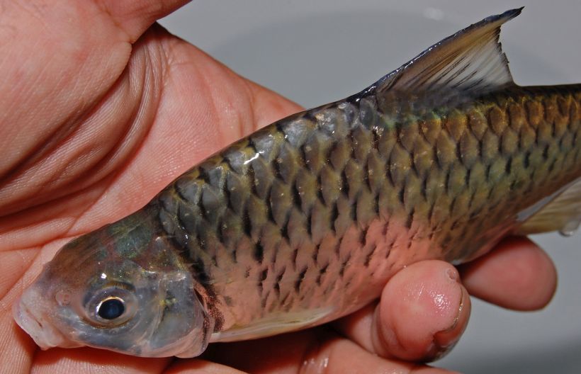 Partial dorsal view.