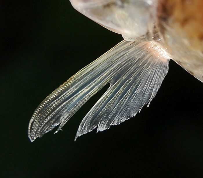 Pectoral-fin detail.