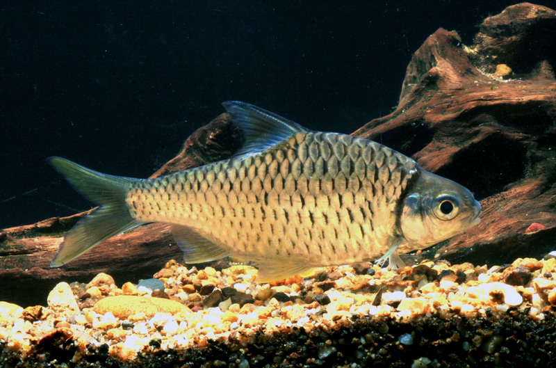 Adult individual from Thailand.