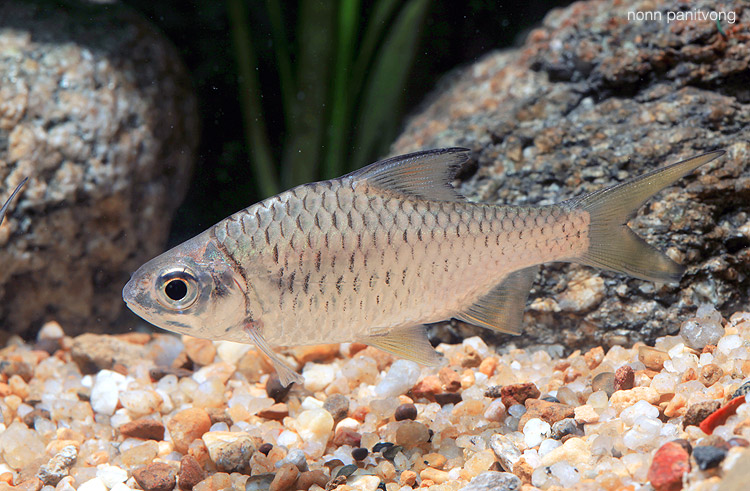 Subadult from Thailand.