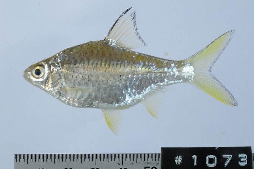 Specimen from Savannakhet province, western Laos.