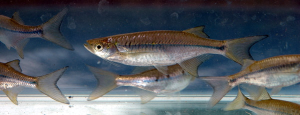 This species possesses longer barbels than the similar-looking N. alestes.