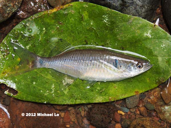 Specimen from the upper Segama River basin, Sabah.