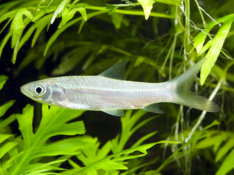 Juvenile from the Singapore aquarium trade.