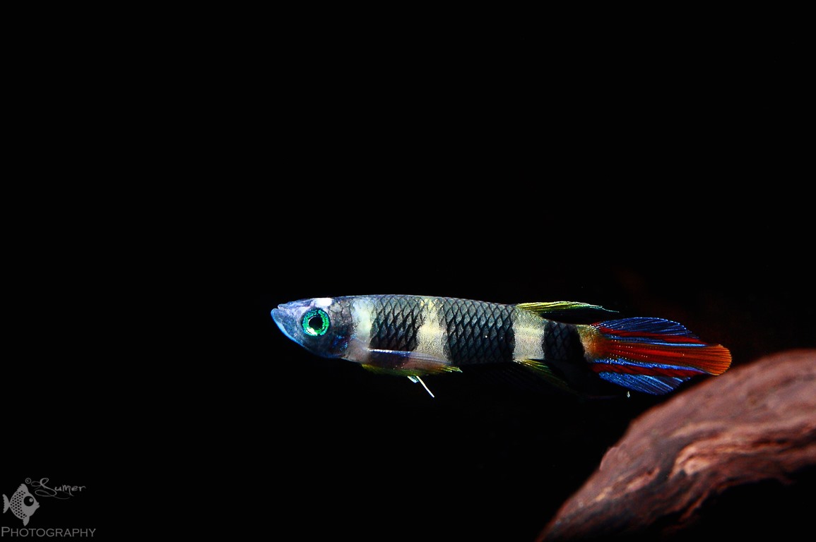 Adult male from the U.S. aquarium trade.