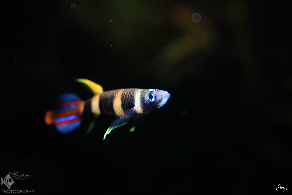 This species typically possesses a bright blue eye.