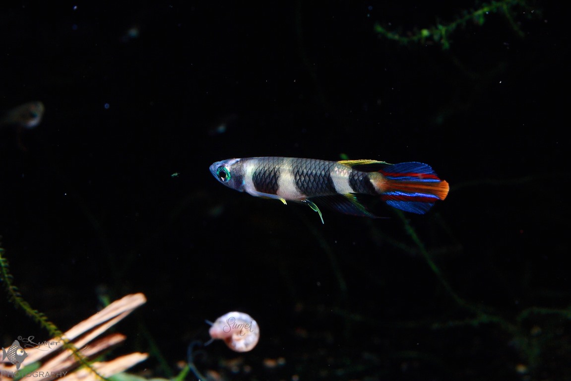 Male from the U.S. aquarium trade.