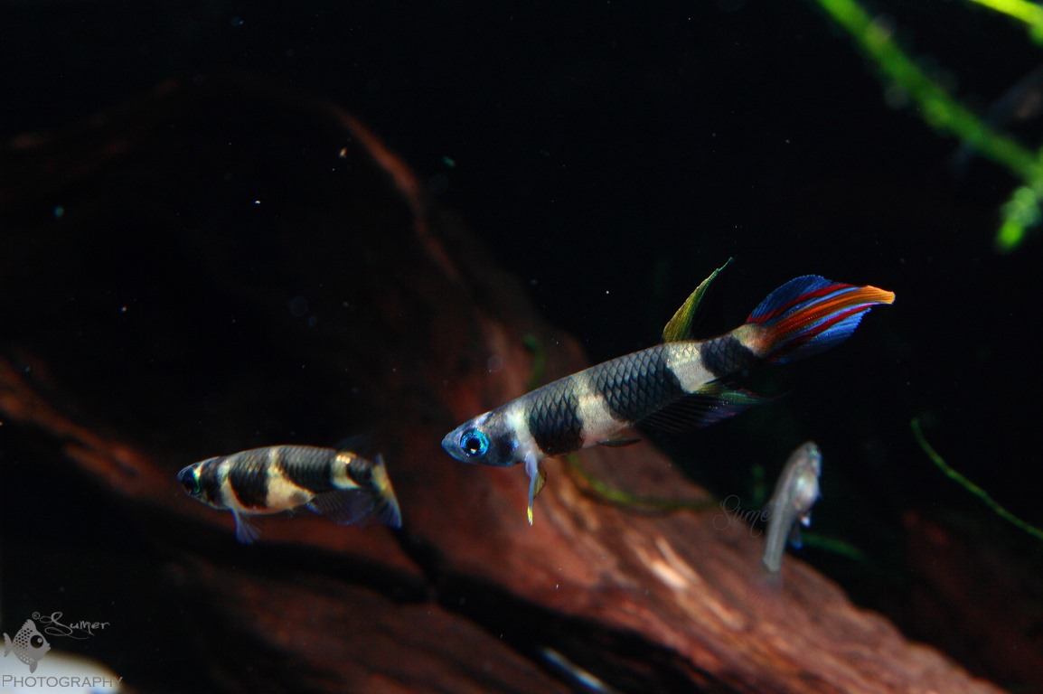 Adult pair, male on right.